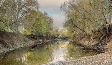 Johnson Cosumnes Mitigation Bank Approved in Sacramento County, California