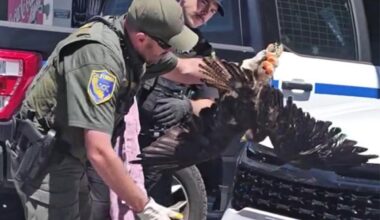 Massive hawk survives 200-mile ride stuck in car's grille in Northern California