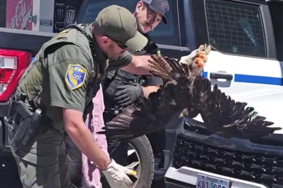 Massive hawk survives 200-mile ride stuck in car's grille in Northern California