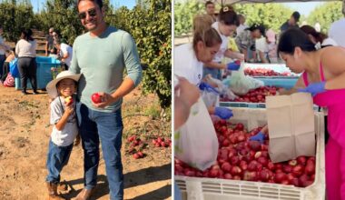 California fruit farmer reveals results of his massive nectarine giveaway: 'Something none of us could have predicted'
