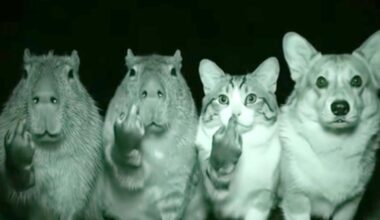 AI-doctored image of a mountain lion causes scare in Sacramento neighborhood