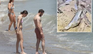 2026 California grunion run: What time to expect beach spawn