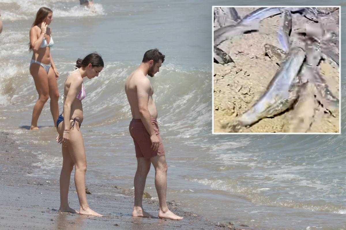 2026 California grunion run: What time to expect beach spawn