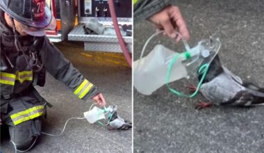 Oakland firefighters give oxygen to pigeon after car fire and the internet can’t get enough