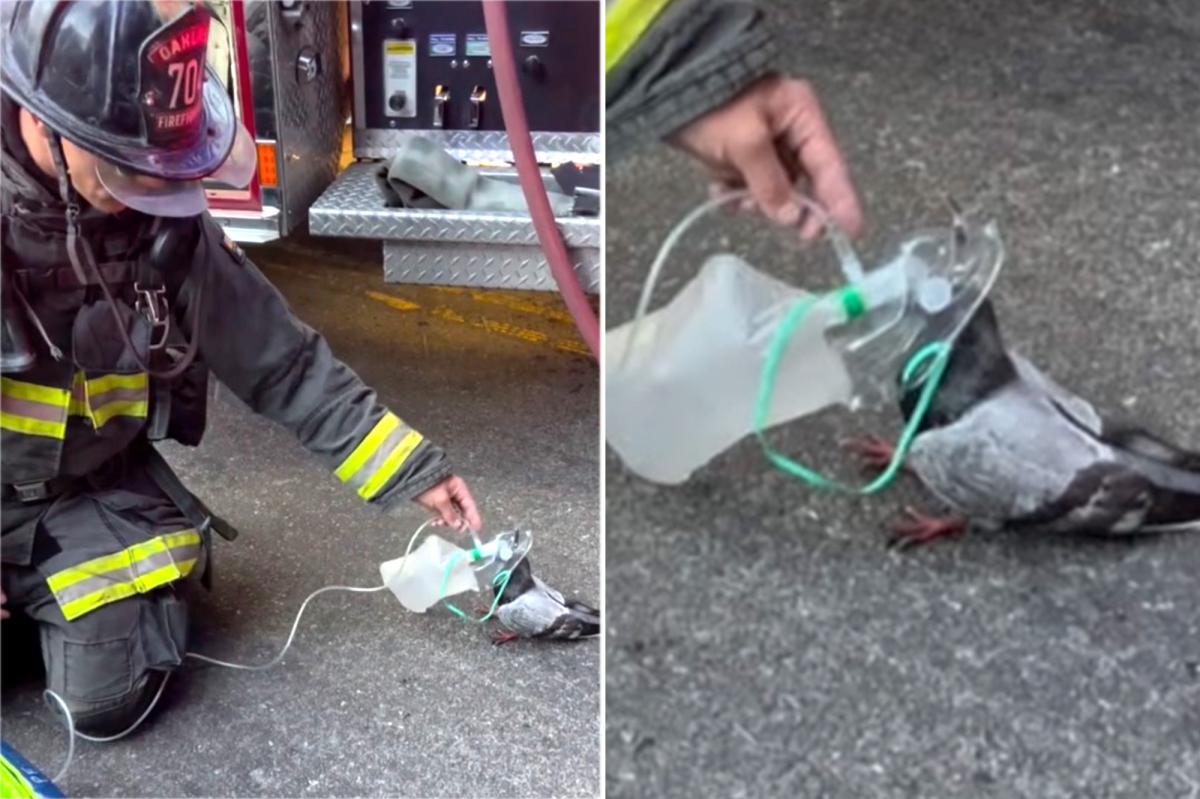 Oakland firefighters give oxygen to pigeon after car fire and the internet can’t get enough