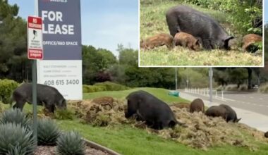 Wild pigs spark chaos across San Jose: 'Really did a number here'