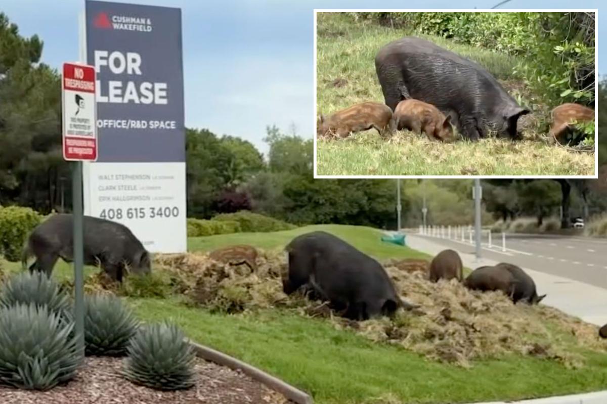 Wild pigs spark chaos across San Jose: 'Really did a number here'