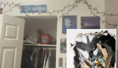 Pregnant raccoon gives birth in San Francisco man's wall then starts clawing its way into her bedroom
