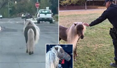 San Jose police led on a pony pursuit