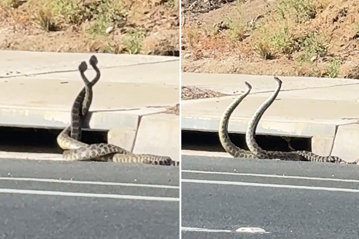 Rattlesnake showdown as California faces surge in activity