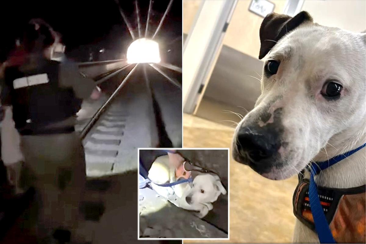 Dog spent 2 days in Caltrain tunnel in San Francisco before being rescued