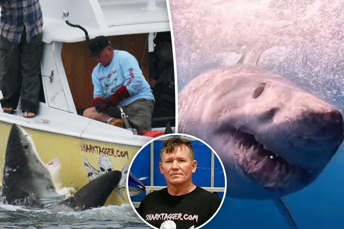 California great white shark expert reveals summer beach risks as sightings surge