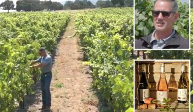 California winery CEO torches vineyards and sells off land as industry collapse continues