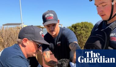Small dog missing for weeks rescued while swimming in San Francisco Bay | San Francisco