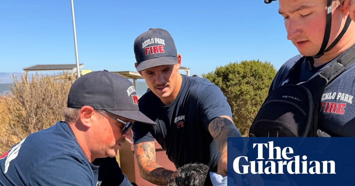 Small dog missing for weeks rescued while swimming in San Francisco Bay | San Francisco