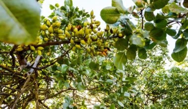 Fresno County Pistachio Growers Heat Damage Survey