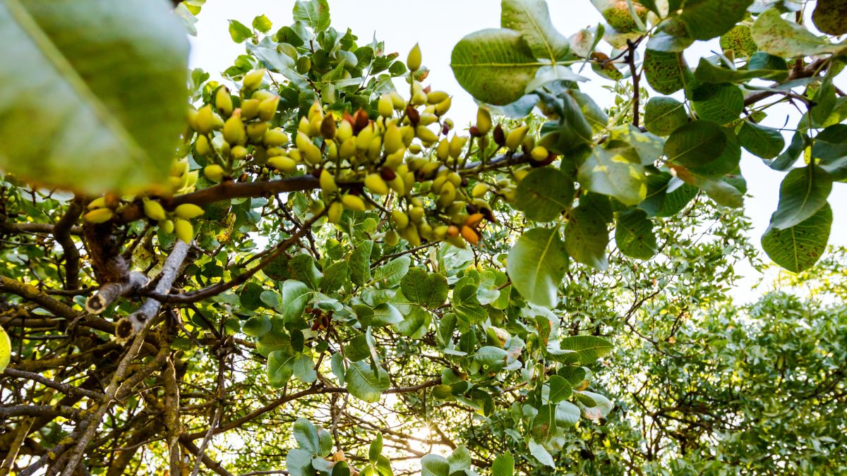 Fresno County Pistachio Growers Heat Damage Survey