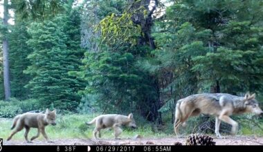 California Wolves' Main Food Source Isn't Wild