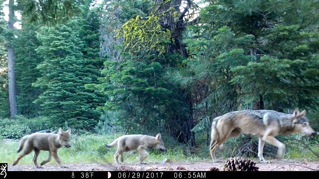 California Wolves' Main Food Source Isn't Wild