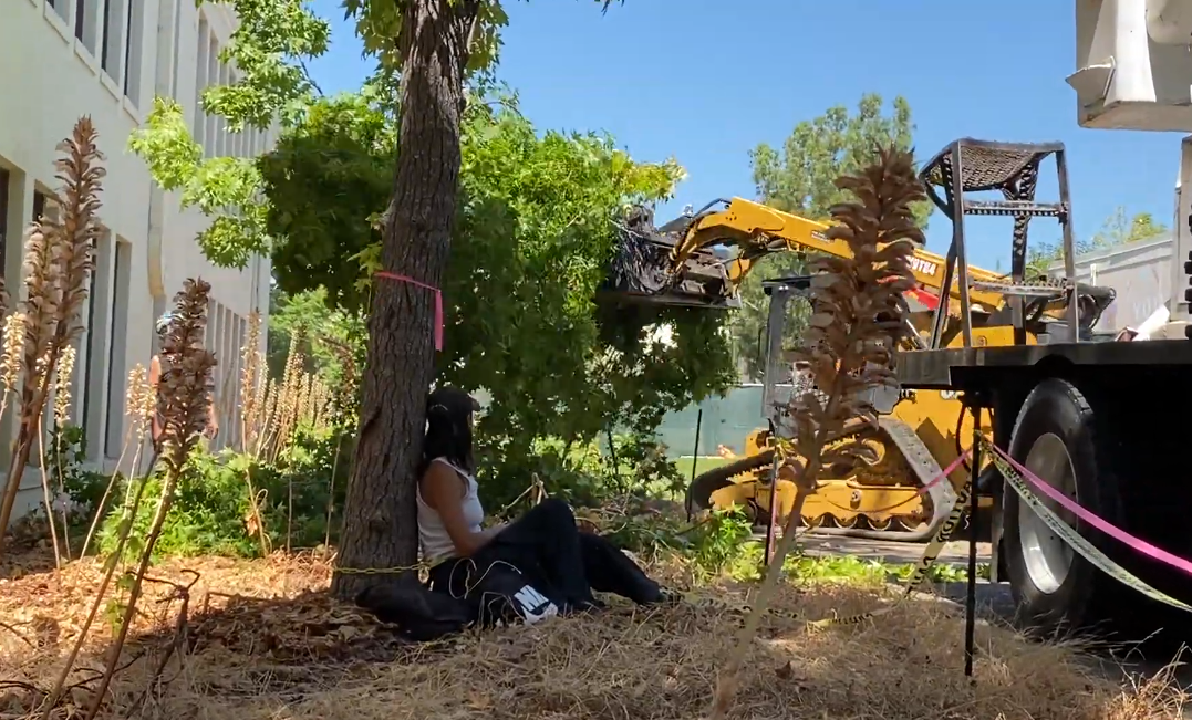 Students Chain Themselves to Trees in California Protest
