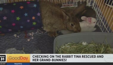 Rabbit Check In! - Good Day Sacramento