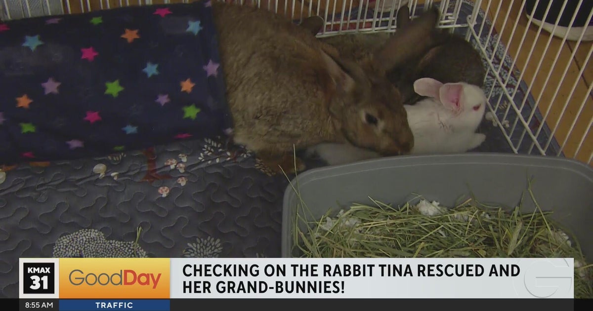 Rabbit Check In! - Good Day Sacramento