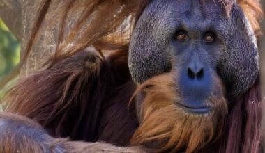 Makan, orangutan at Sacramento Zoo, dies at age 23