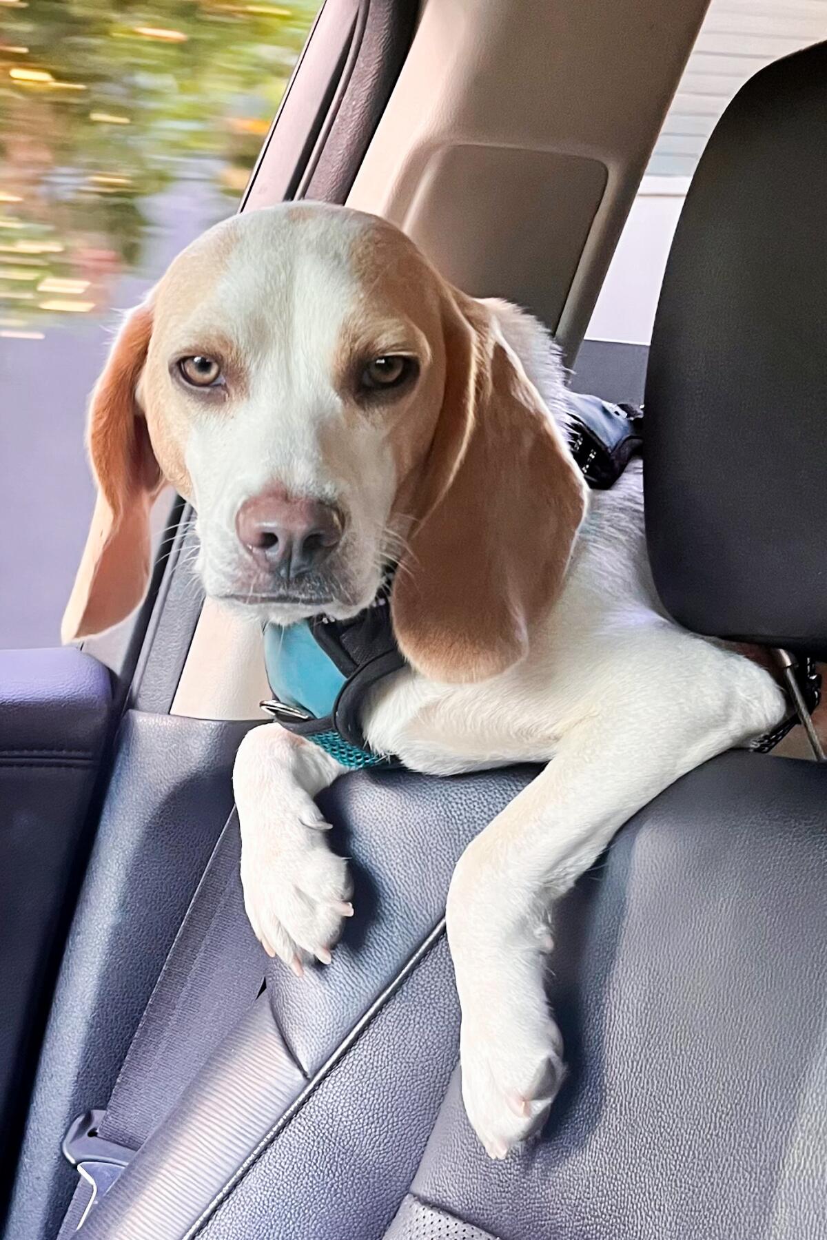 Philly, columnist Steve Lopez's beagle.