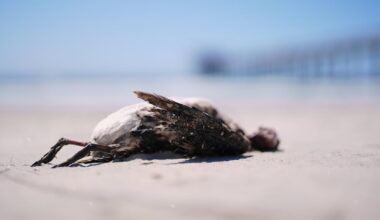 A marine heat wave caused seabird deaths off California. El Nino could worsen the die-off