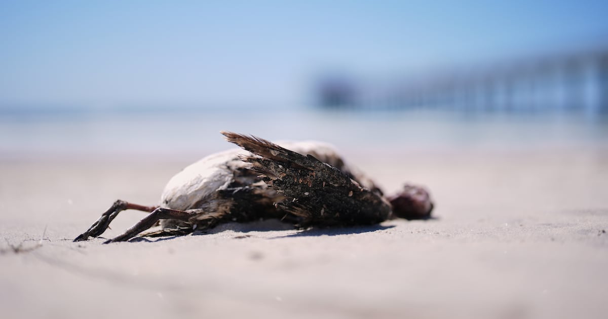 A marine heat wave caused seabird deaths off California. El Nino could worsen the die-off