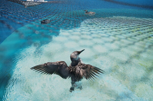 A common murre spreads its wings in a rehabilitation tank at the SeaWorld Animal Rescue Center on Thursday, May 14, 2026, in San Diego. (AP Photo/Gregory Bull)