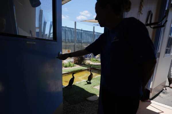 Jeni Smith, Rescue Supervisor at SeaWorld, passes an enclosure for rehabilitating seabirds at the SeaWorld Animal Rescue Center on Thursday, May 14, 2026, in San Diego. (AP Photo/Gregory Bull)