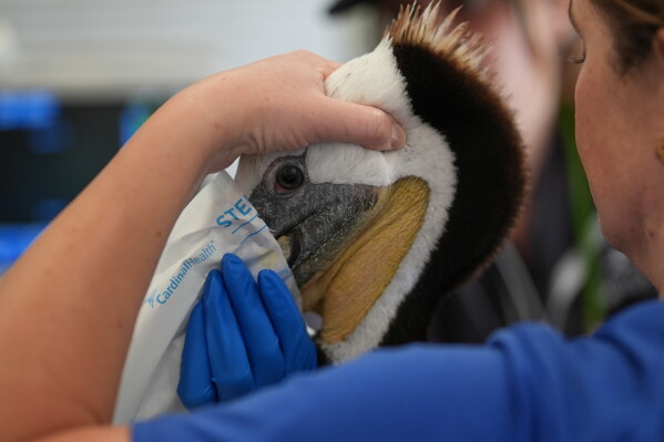 A veterinarian holds an ailing pelican before surgery at SeaWorld on Thursday, May 14, 2026, in San Diego. (AP Photo/Gregory Bull)
