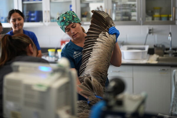 Veterinarian Dr. Jennifer Russell holds the wing of a pelican during surgery at SeaWorld on Thursday, May 14, 2026, in San Diego. (AP Photo/Gregory Bull)