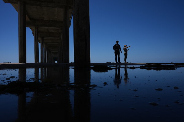 Marine ornithologist Tammy Russell, right, and Alex Rubenstein search for dead seabirds under Scripps Pier during a survey Wednesday, May 6, 2026, in San Diego. (AP Photo/Gregory Bull)