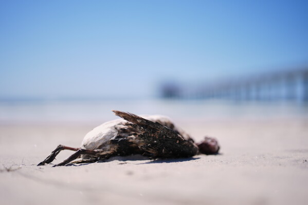 A common murre lies on a beach near Scripps Pier during a survey for dying seabirds Wednesday, May 6, 2026, in San Diego. (AP Photo/Gregory Bull)