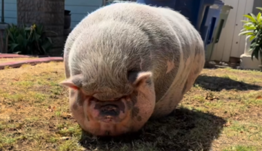 Pig rescued from backyard after detached garage catches fire in Fresno