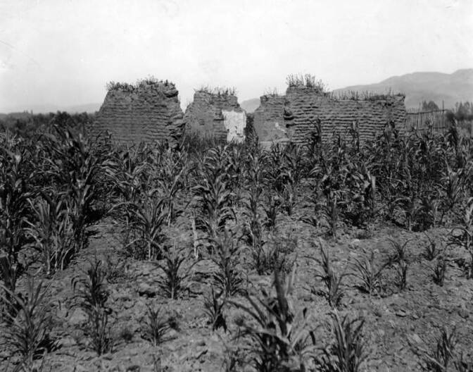 A black and white photo of a building's ruins surrounded by various crops.