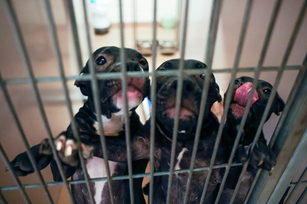 Letters: Animal services owes S.J. residents straight answers