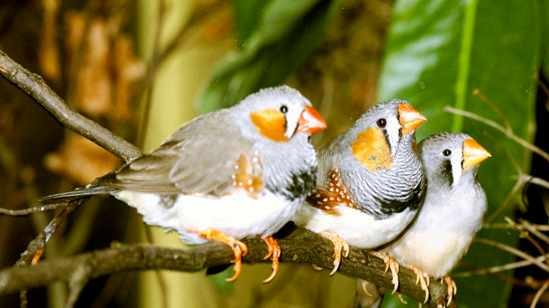 The Wire: UC Berkeley scientists wins prize for decoding zebra finches' birdsong