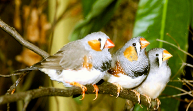 The Wire: UC Berkeley scientists wins prize for decoding zebra finches' birdsong