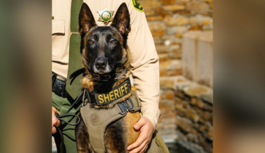 K-9 killed in hit-and-run after he was spooked by illegal fireworks on July 4, sheriff’s office says
