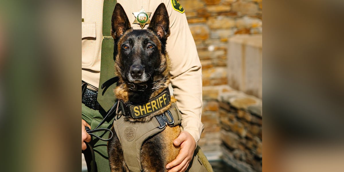 K-9 killed in hit-and-run after he was spooked by illegal fireworks on July 4, sheriff’s office says