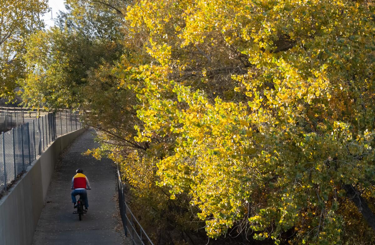 A bicyclist rides past a canopy of fall colors on the Santa Clara River Trail in Santa Clarita in 2022.
