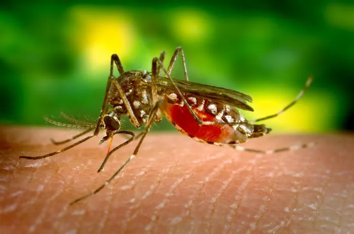 West Nile mosquitoes found lin Garden Grove, Westminster – ORANGE COUNTY TRIBUNE