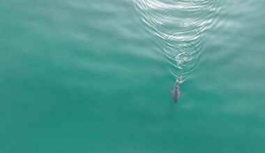 Why Young White Sharks Left Home During Southern California's Historic Storm