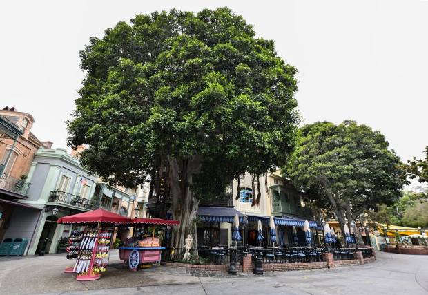 A pair of Ficus trees flank the Cafe Orleans outdoor patio in New Orleans Square at Disneyland in Anaheim on Thursday, June 25, 2026. The trees transport Disneyland visitors to the New Orleans French Quarter and tell the story of a bustling 19th-century Louisiana riverfront. (Photo by Jeff Gritchen, Orange County Register/SCNG)
