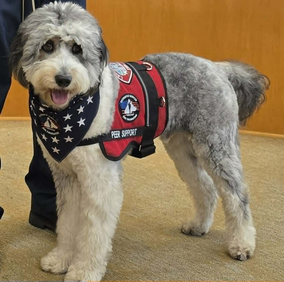 Oro, a 55-pound Aussiedoodle, has joined the Laguna Beach Fire Department as its first peer support dog.