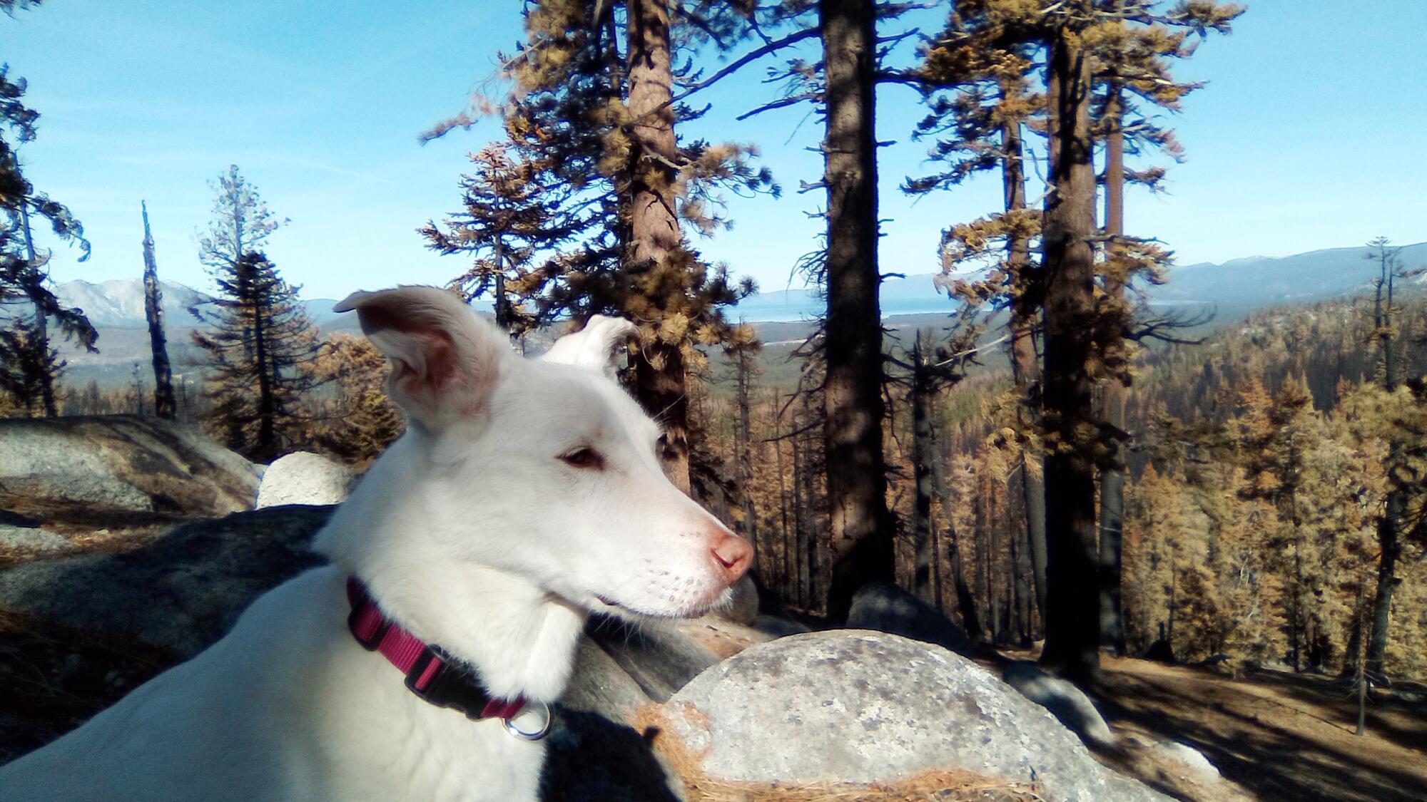 Portrait of a dog with a red collar at rest in a forest