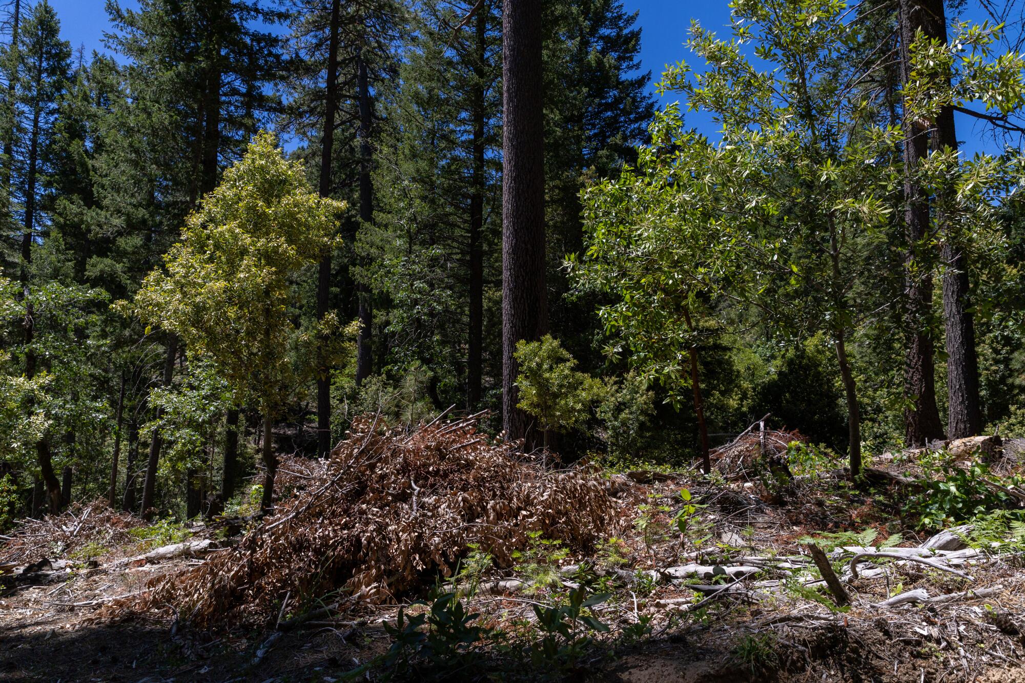 Hand-made burn piles are gathered in an area of land that the Konkow Valley Band of Maidu.